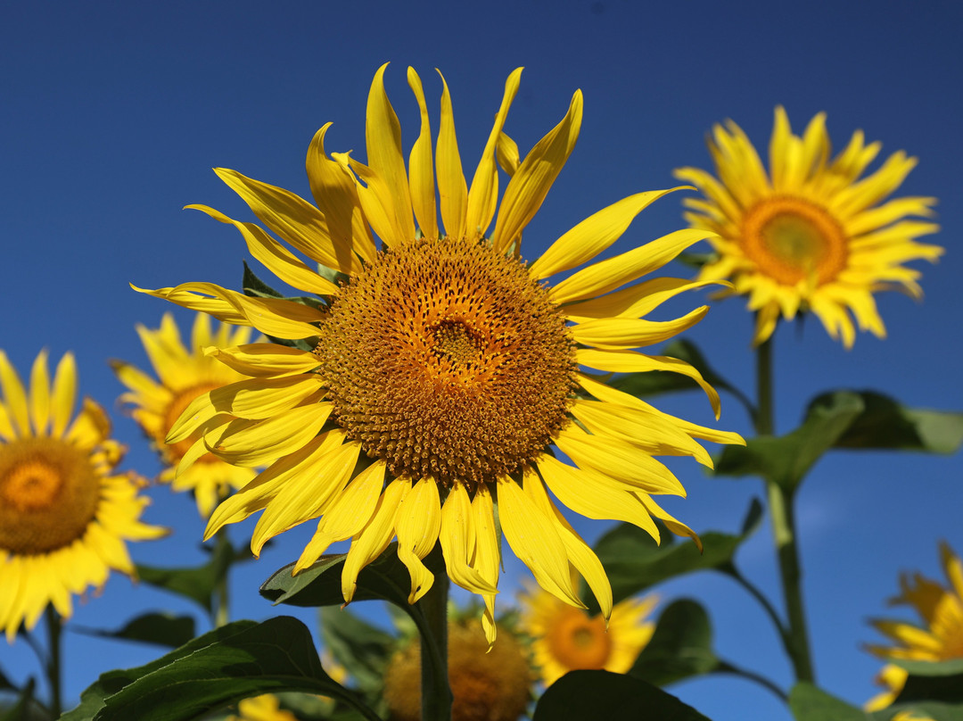 Kasakake Town Fukiage District Sunflower Flower Field景点图片