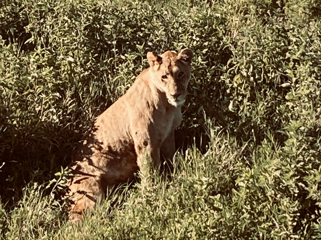 Godson Adventures Plains 2 Peaks-阿鲁沙必去景点