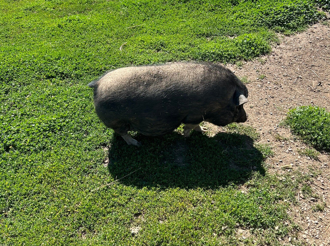 Old MacDonald's Farm-拉皮德城必去景点