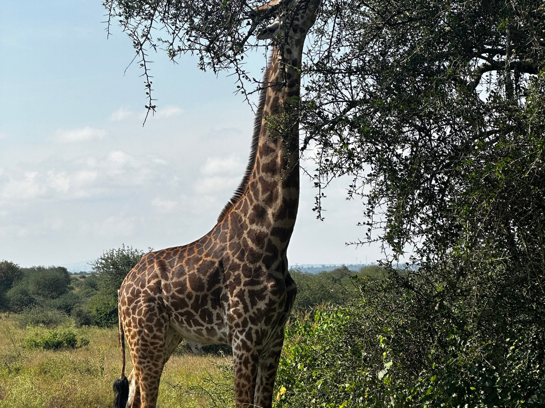 Join African  Savanah-Karen必去景点