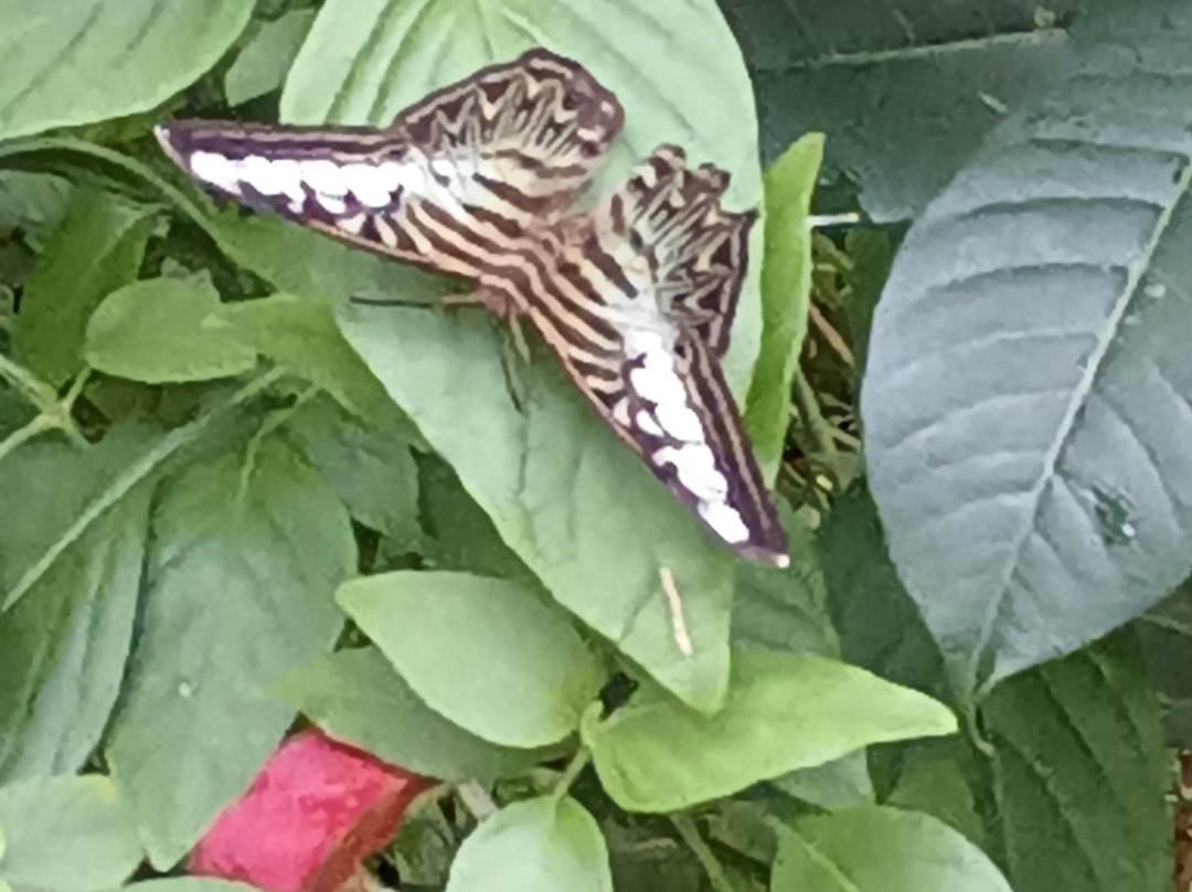 Florida Museum Of Natural History-盖恩斯维尔必去景点