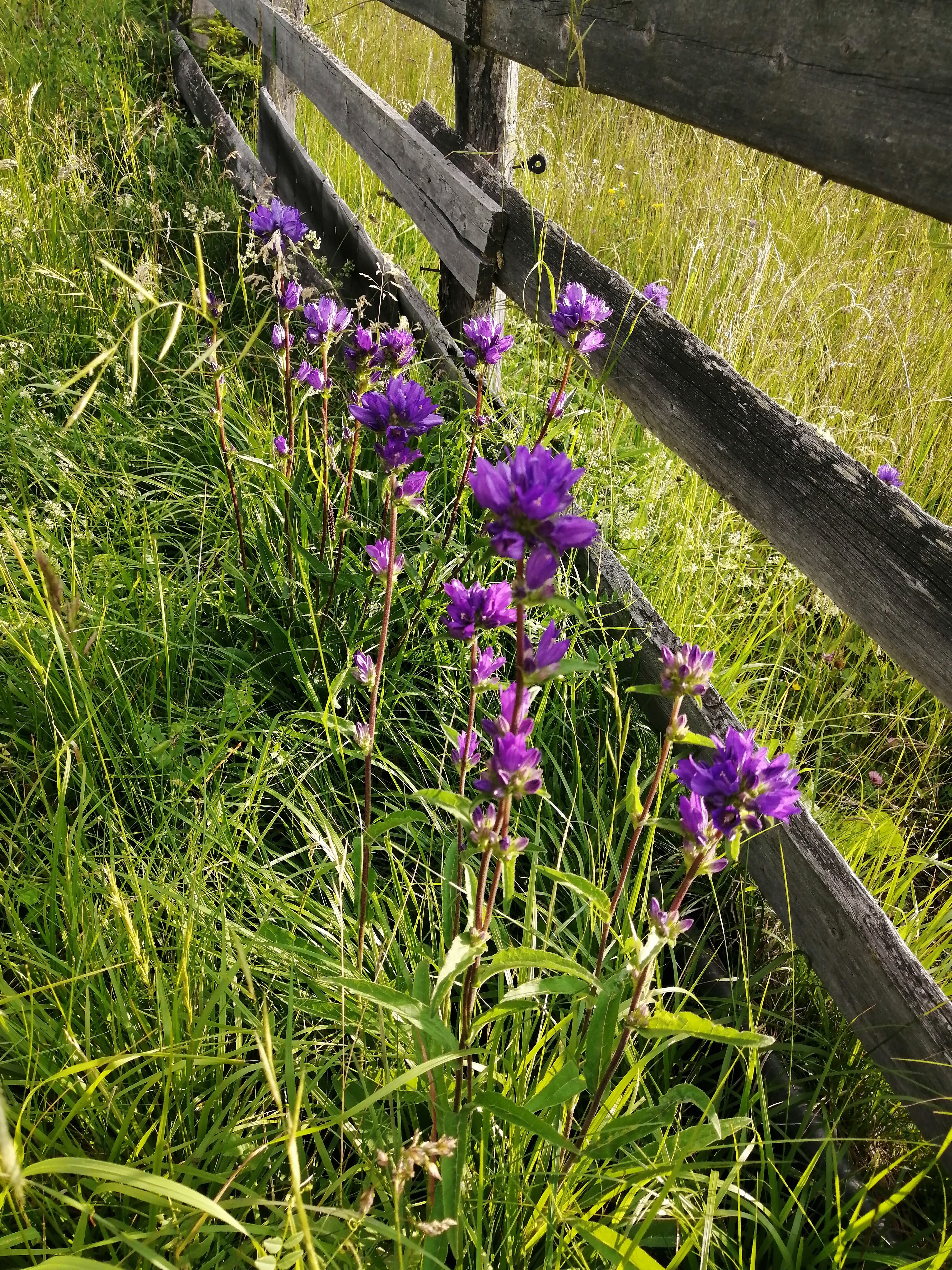 Chalet Pension Frapes-官方