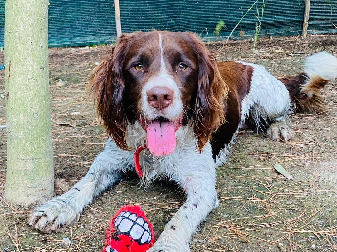 Villaggio Sabbiadoro主图