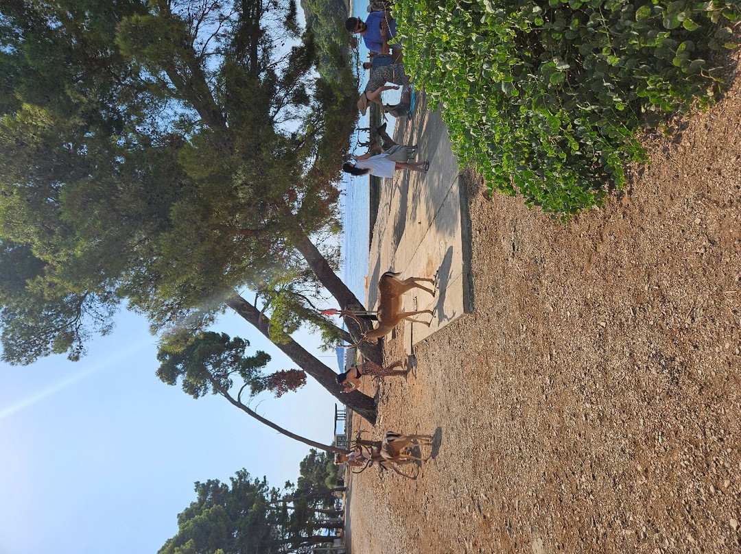 Otok Badija景点图片
