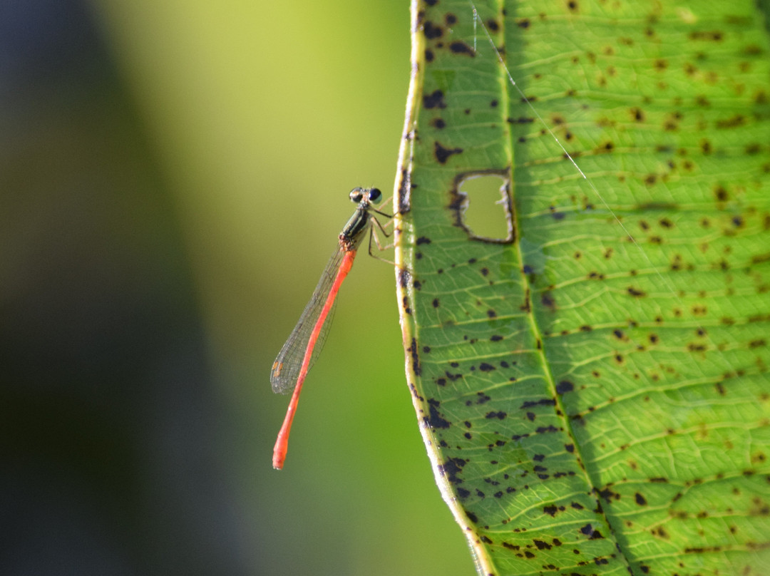 Jardin Botanico Lajas Adento景点图片