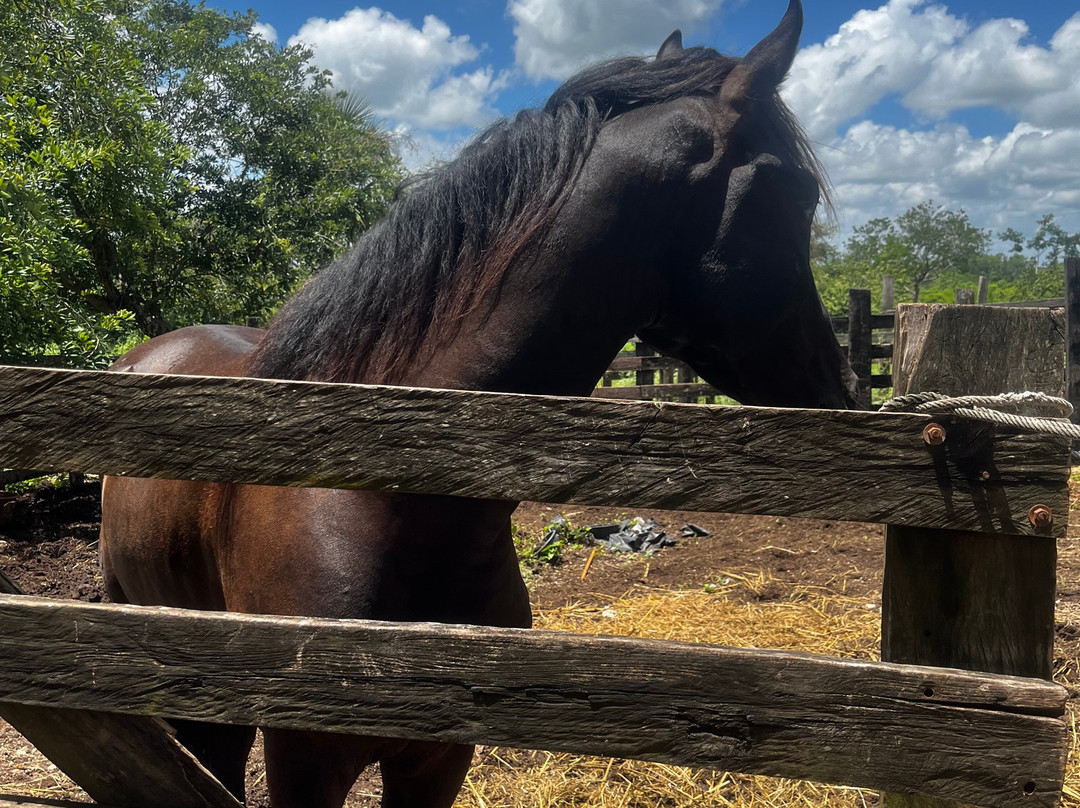 Rancho Kuxtal-Tizimin必去景点