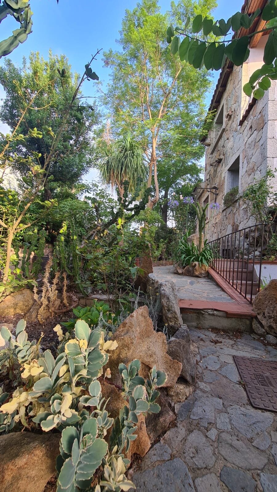 B&B Chorisia (IUN E5436)-官方