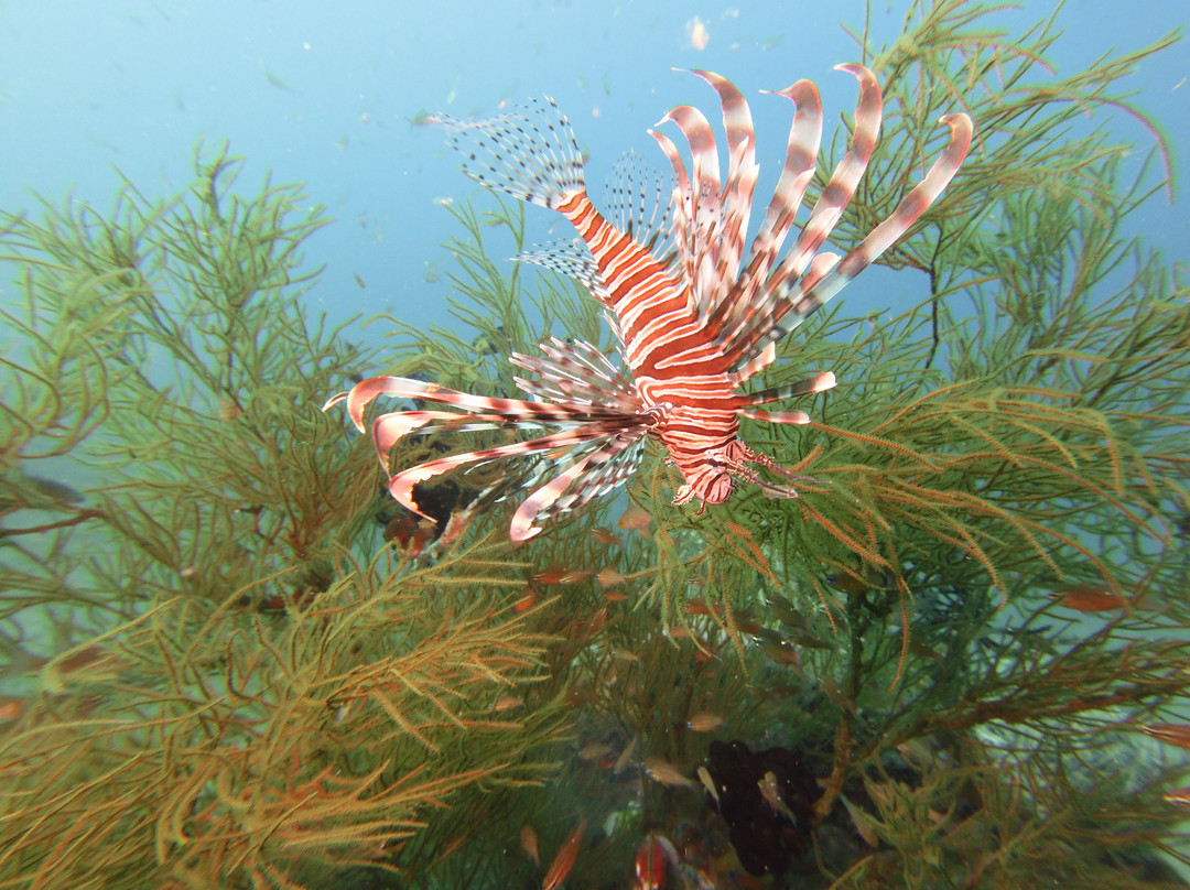 蔚蓝潜水瑜伽度假村主图