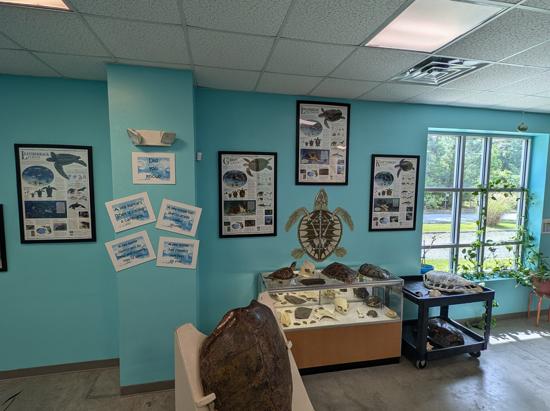 The Karen Beasley Sea Turtle Rescue and Rehabilitation Center景点图片
