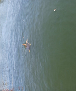 马尔马里斯的湖泊和泥浴全日海龟海滩之旅图片