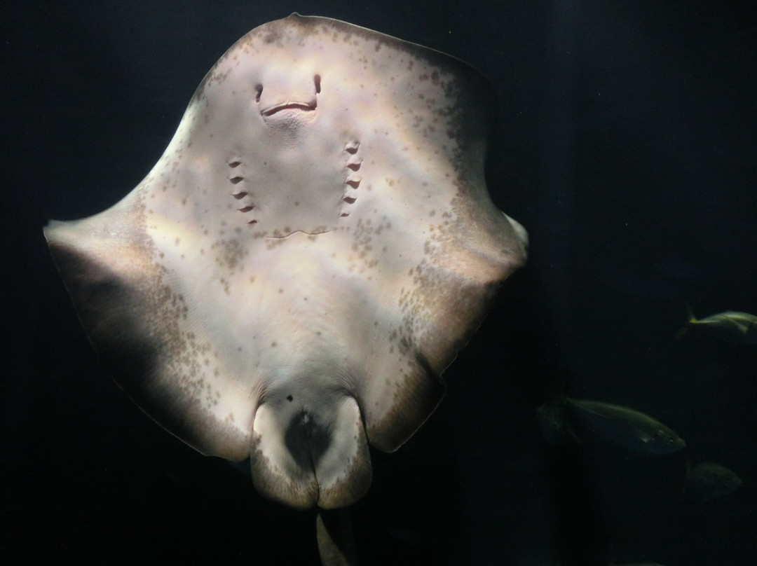 Shikoku Aquarium景点图片
