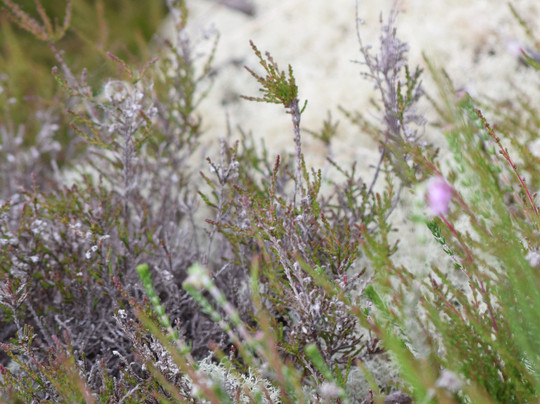 Galway's Living Bog-Mountbellew必去景点