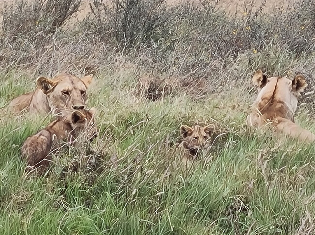 Best tour operator in Tanzania by Rede Tours and Safaris景点图片