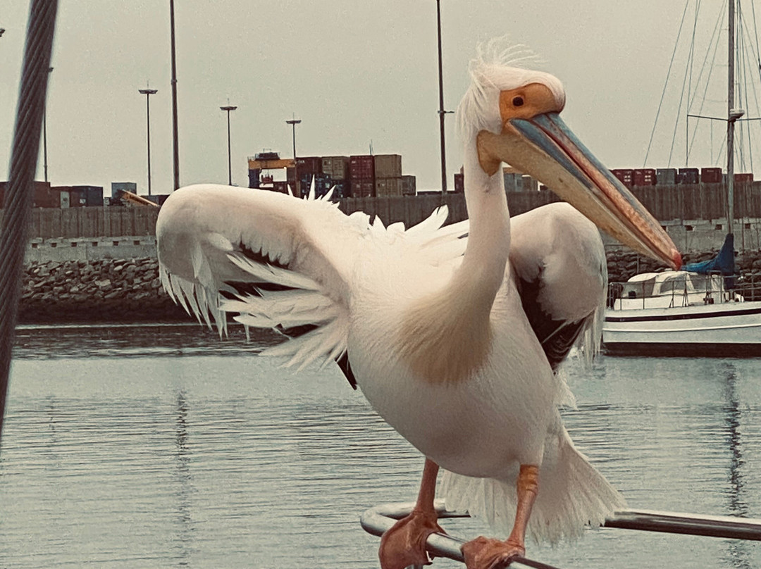 Walvis Bay Waterfront-华维斯湾必去景点
