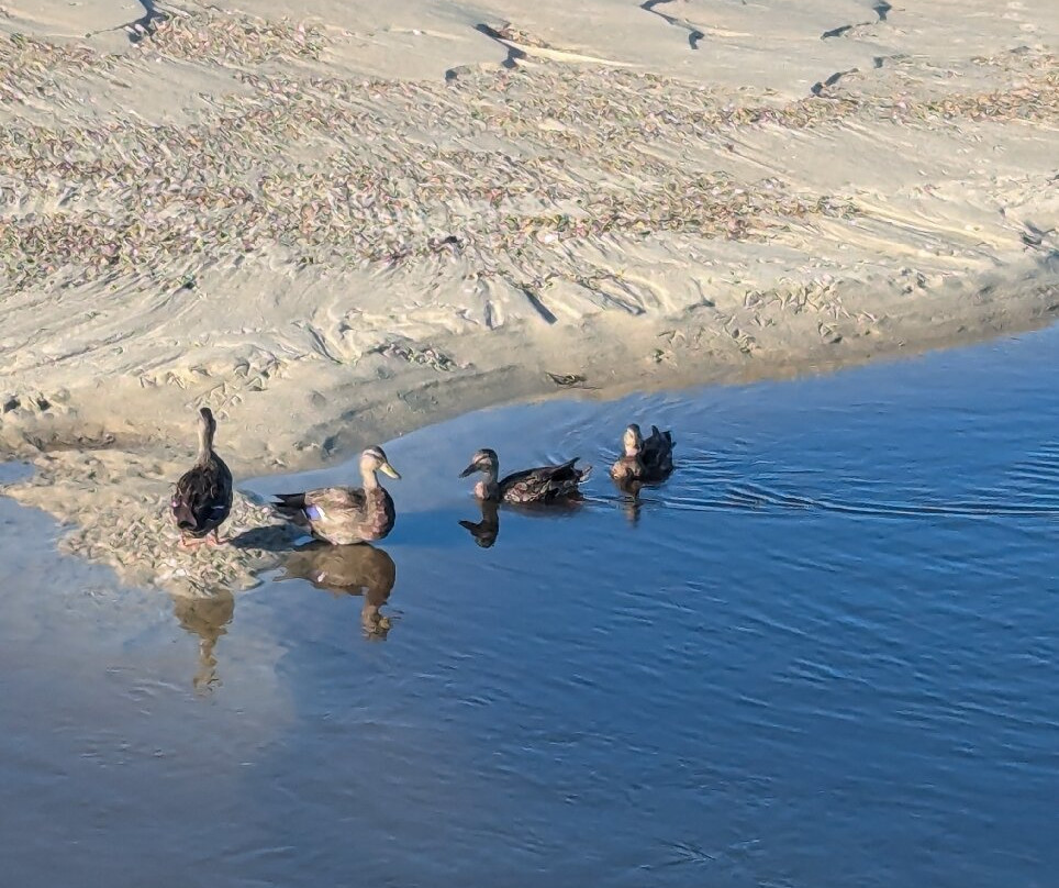 Paine's Creek Beach景点图片