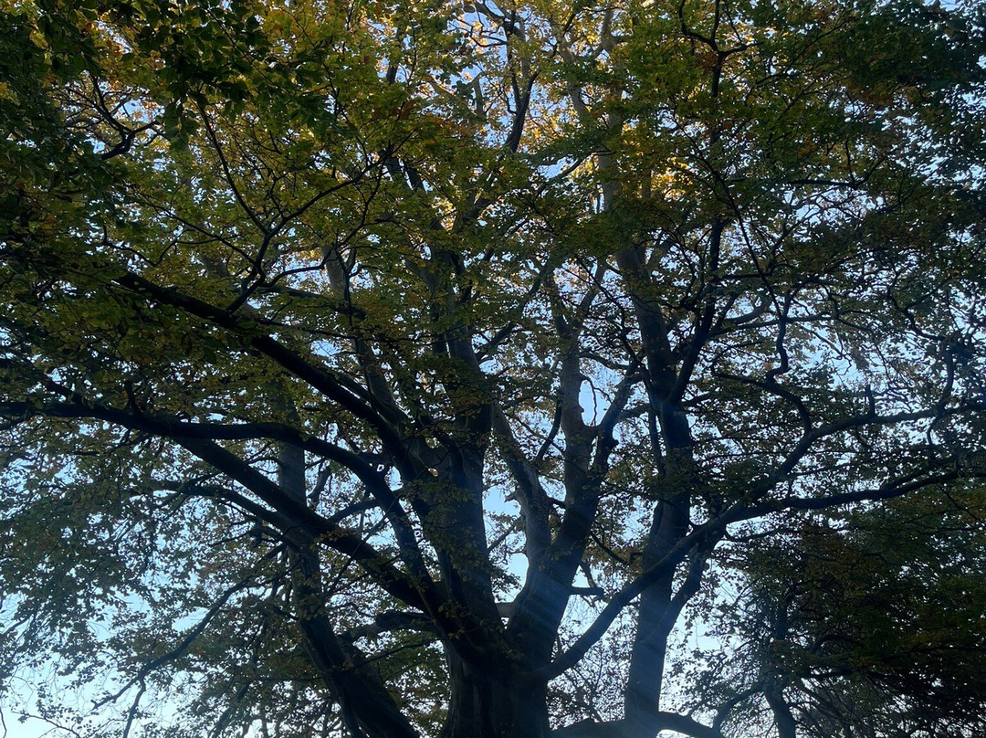 Oehlenschlaegers Beech-Tranekaer必去景点