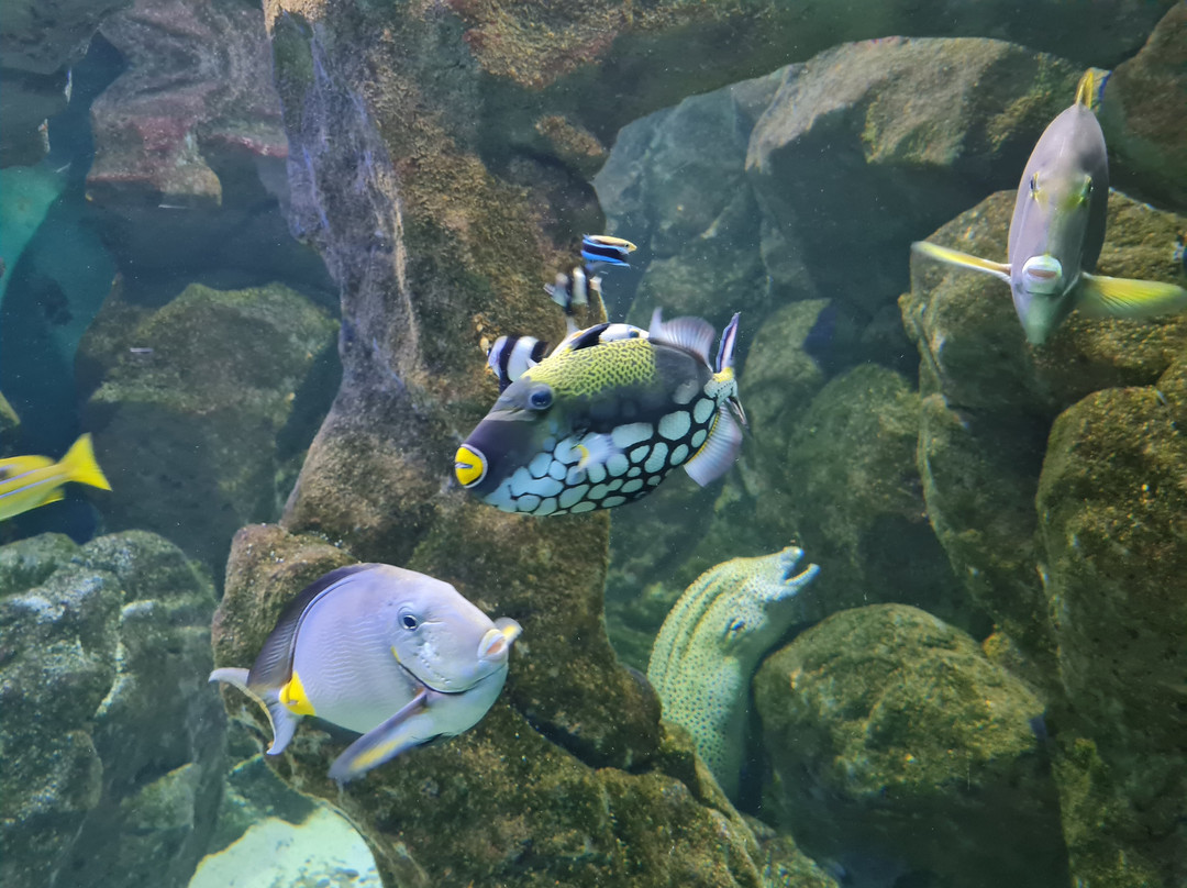 Sevastopol Aquarium-塞瓦斯托波尔必去景点