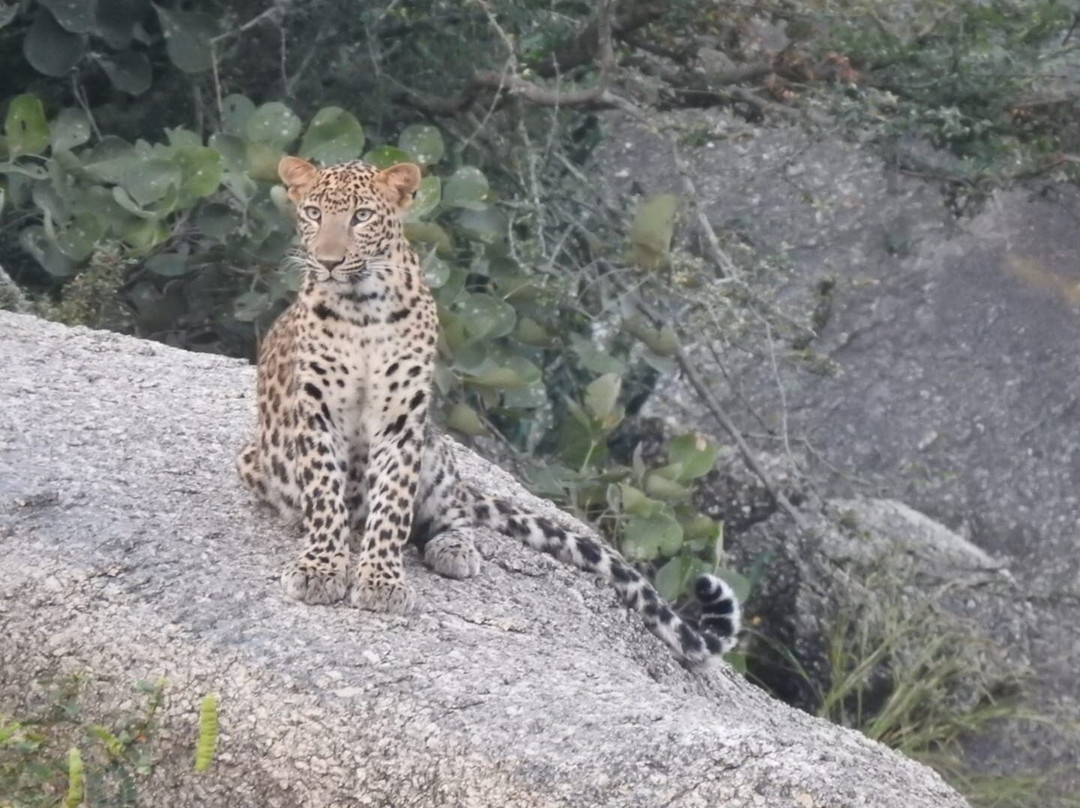 Jawai Balwant Vilas主图