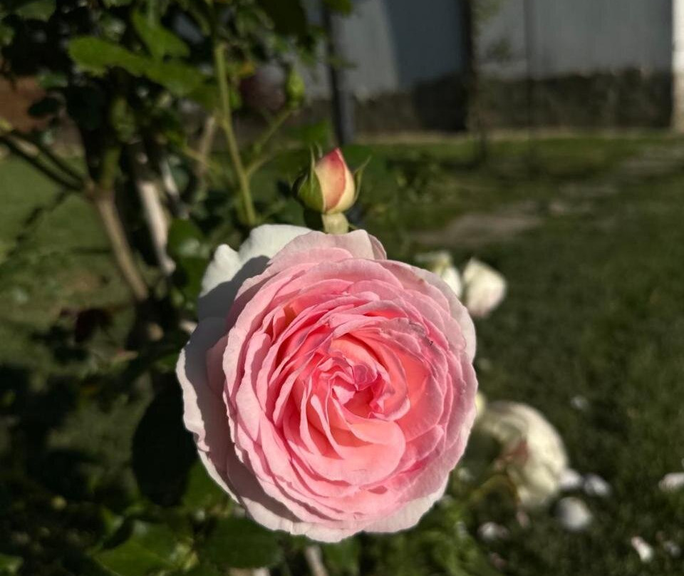 Khotelski Kompleks Kopitoto