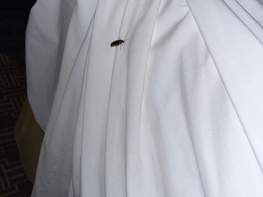 Holiday Inn Express & Suites Lantana By IHG主图