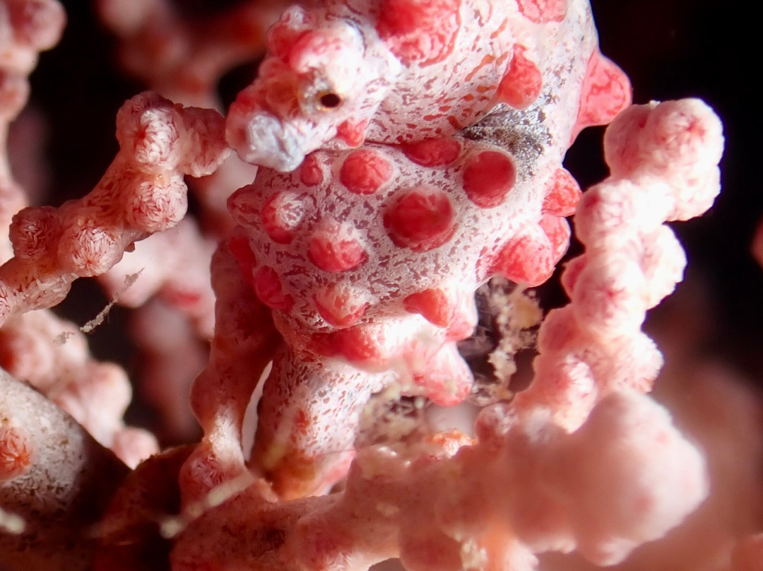 Blue Marlin Dive Gili Air景点图片