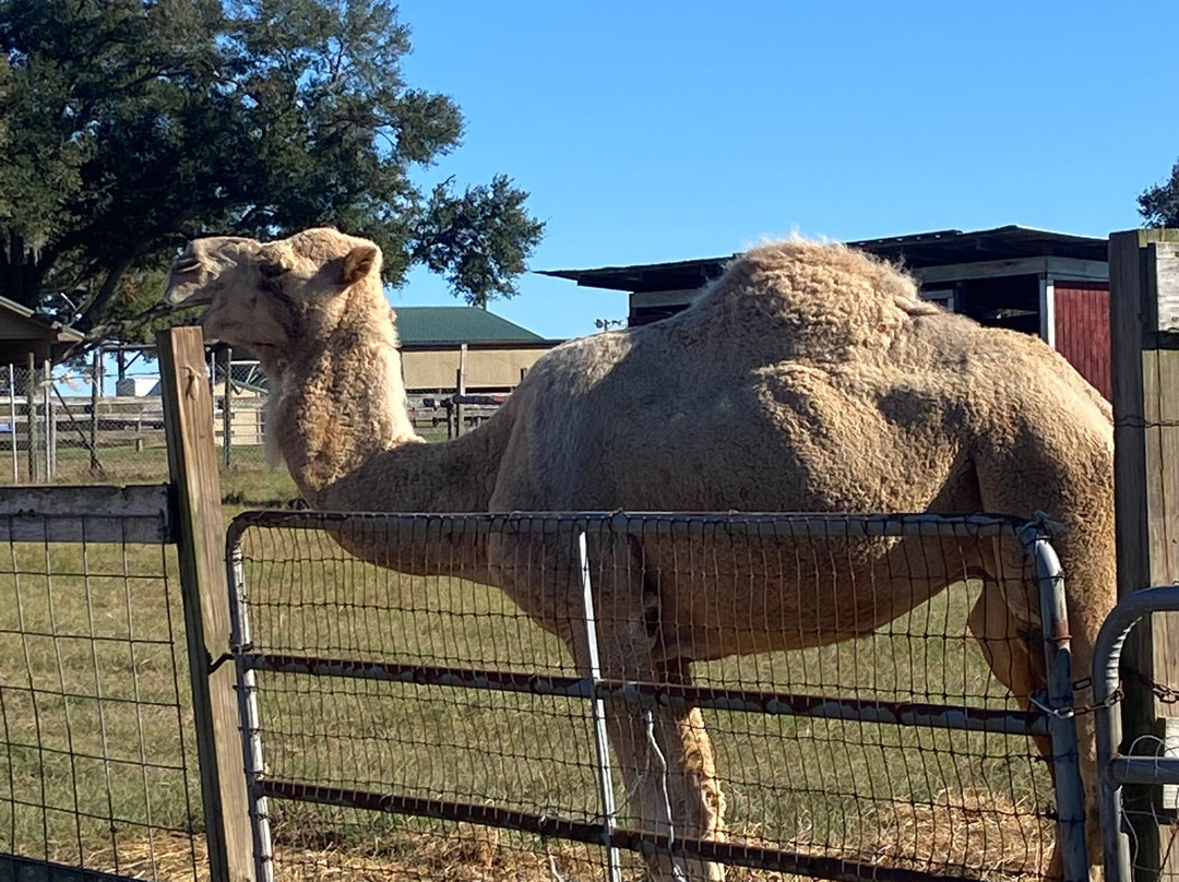 Petting zoo ocala-奥卡拉必去景点