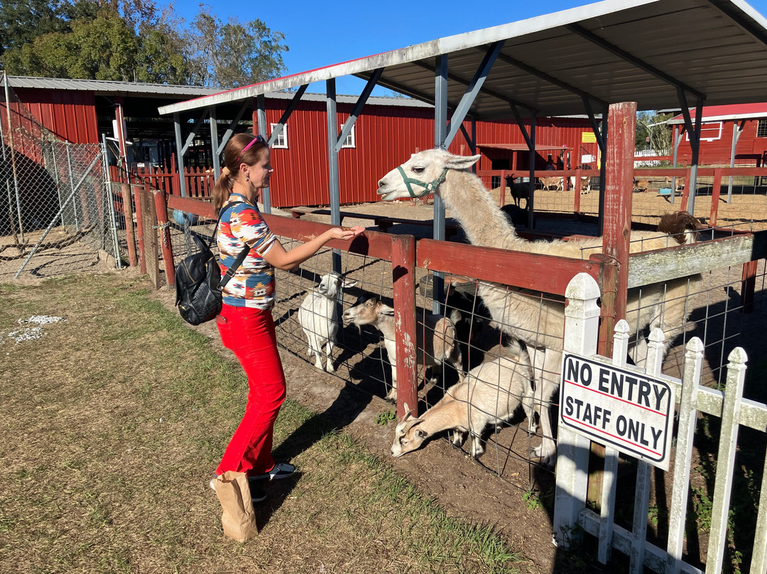 Petting zoo ocala-奥卡拉必去景点