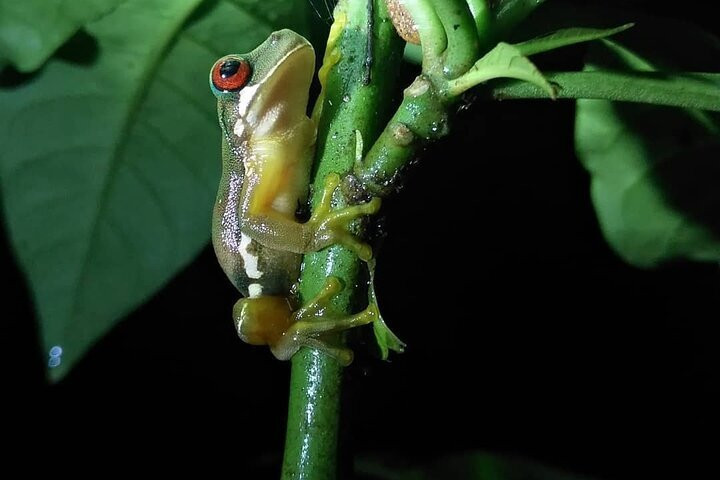 Nature Tours Costa Rica-哥斯达黎加安东尼奥国家公园必去景点
