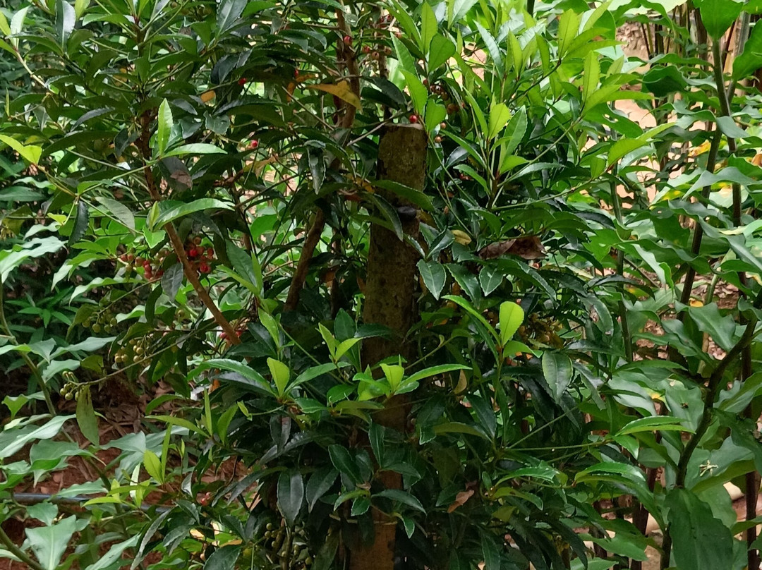 Kerala Farm景点图片