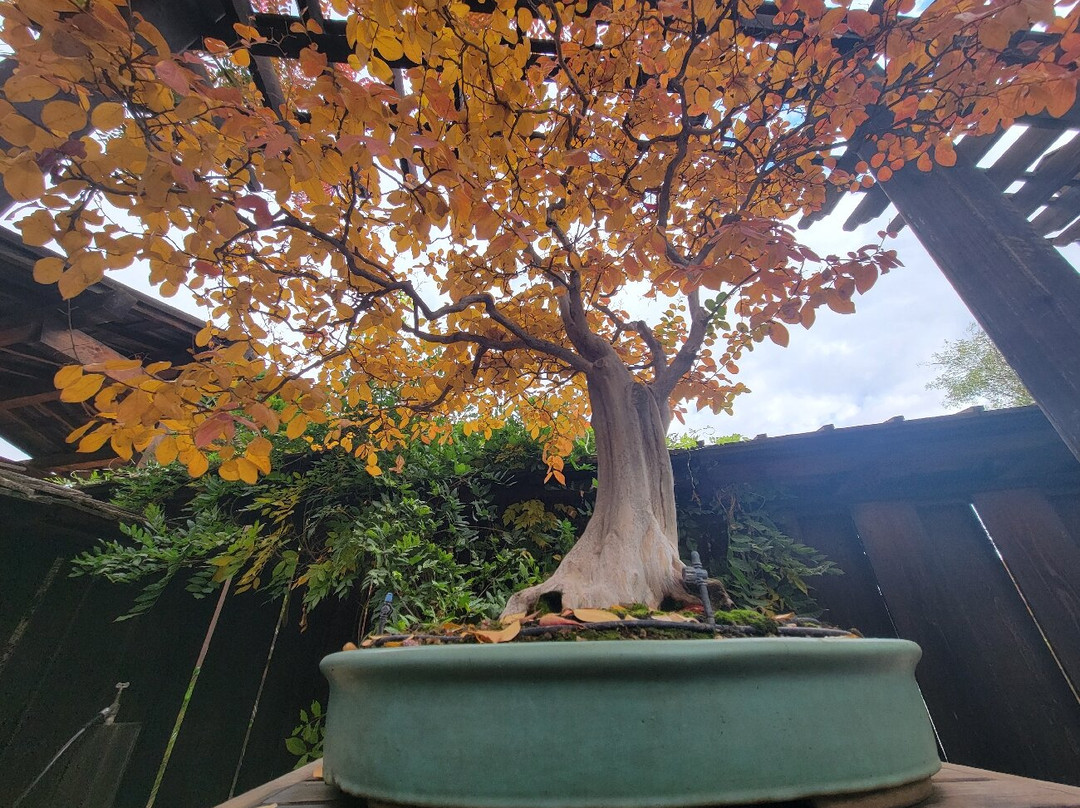 Clark Bonsai Museum景点图片