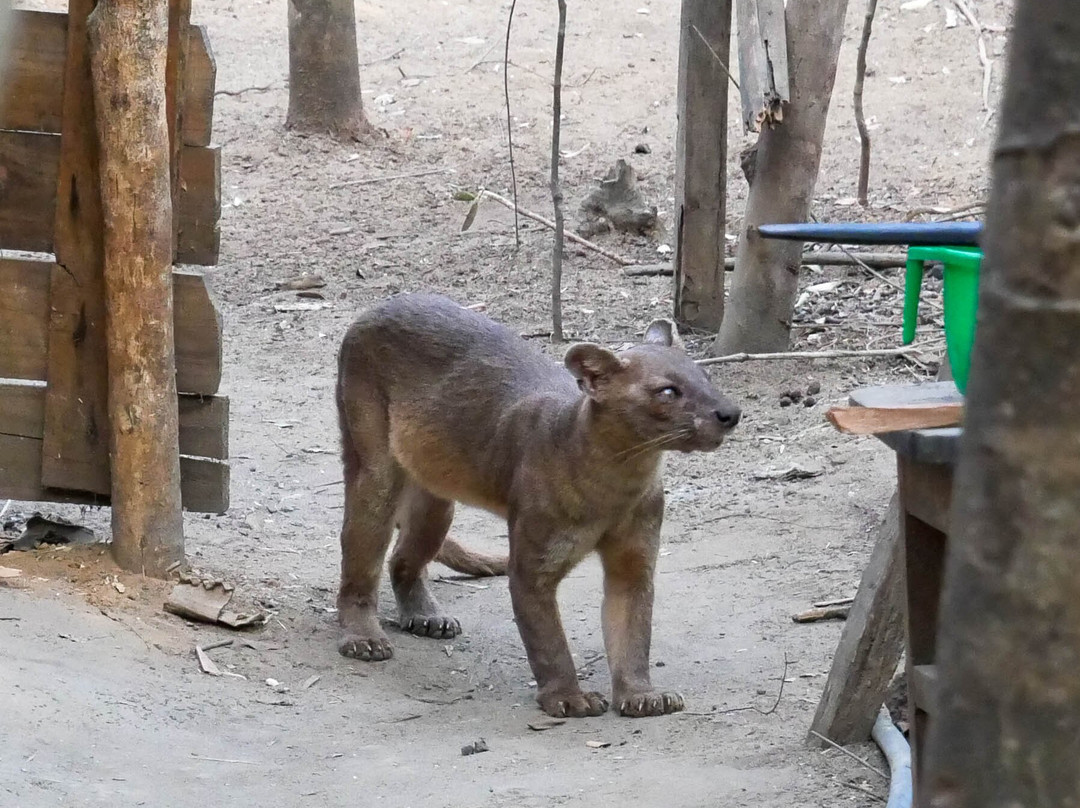 Kirindy Forest Morondava Madagascar景点图片