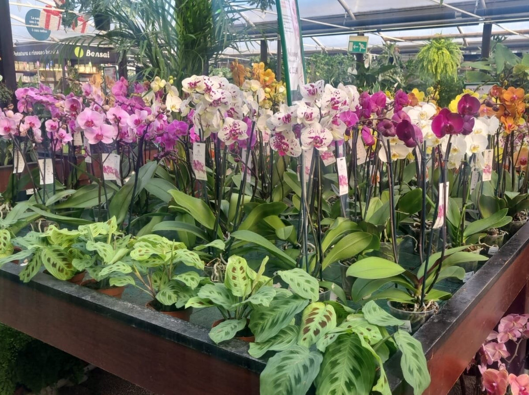 Flover景点图片