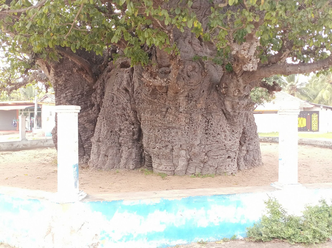 Baobab Tree-马纳尔必去景点