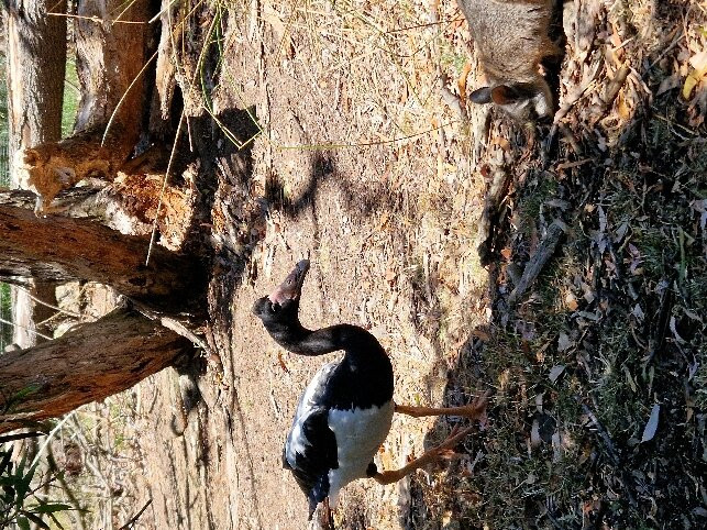 Cleland Wildlife Park景点图片