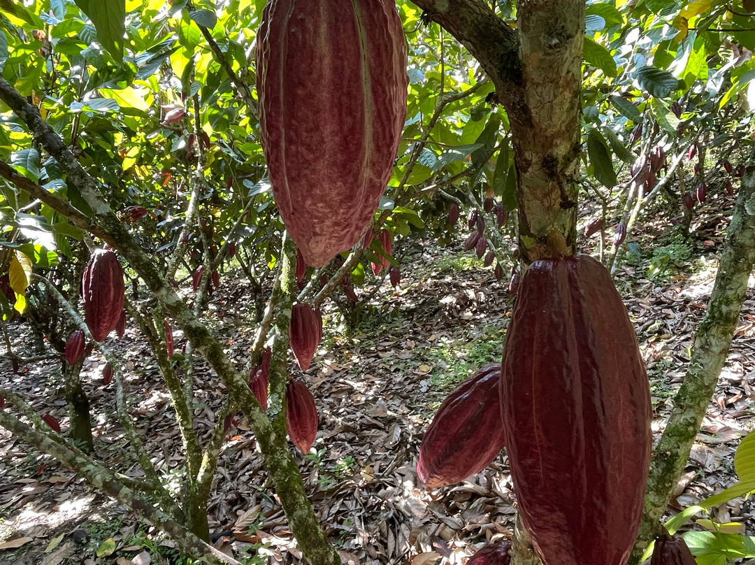 Finca la Alejandra-Montenegro必去景点