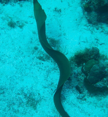 Go Dive Bayahibe-Bayahibe必去景点
