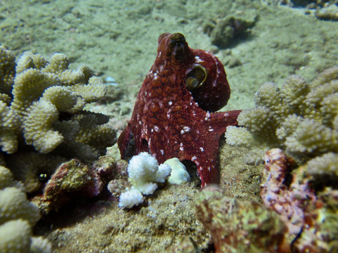 Kauai Dive Co-坡伊普必去景点