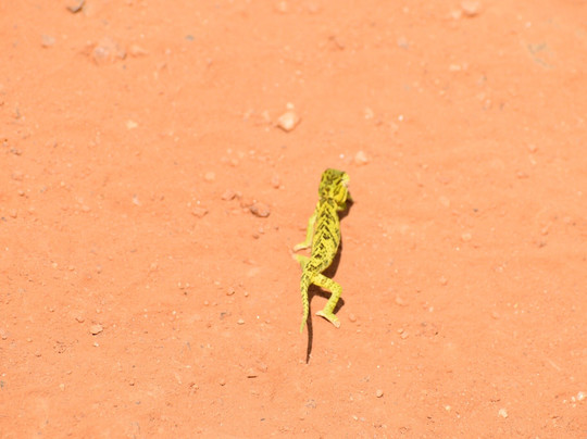 Safari Kenya Con Samuel-瓦塔木必去景点