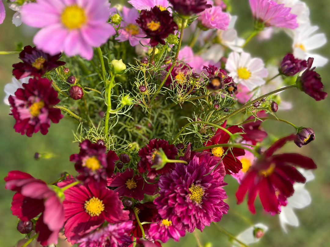 Dahlia Valley Ranch-Arnold必去景点