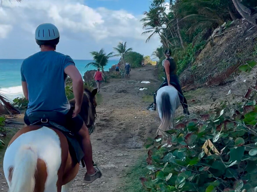 Horseback Rides by Pintos R Us-吕康必去景点