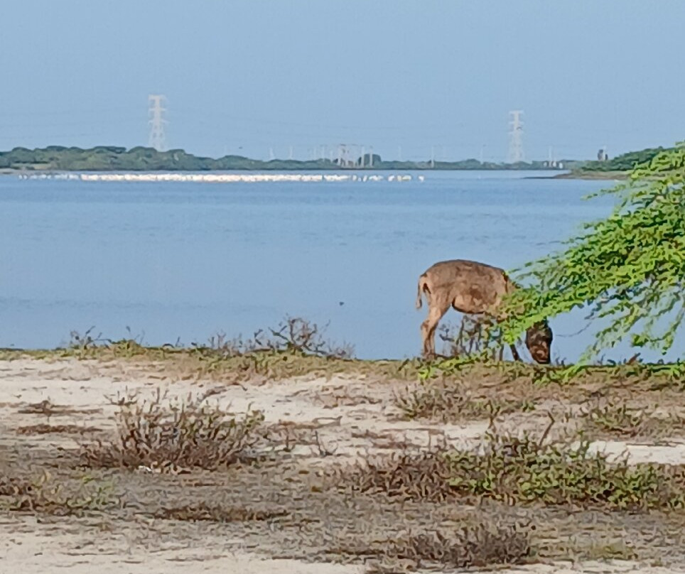 Mannar Bird Sanctuary-马纳尔必去景点
