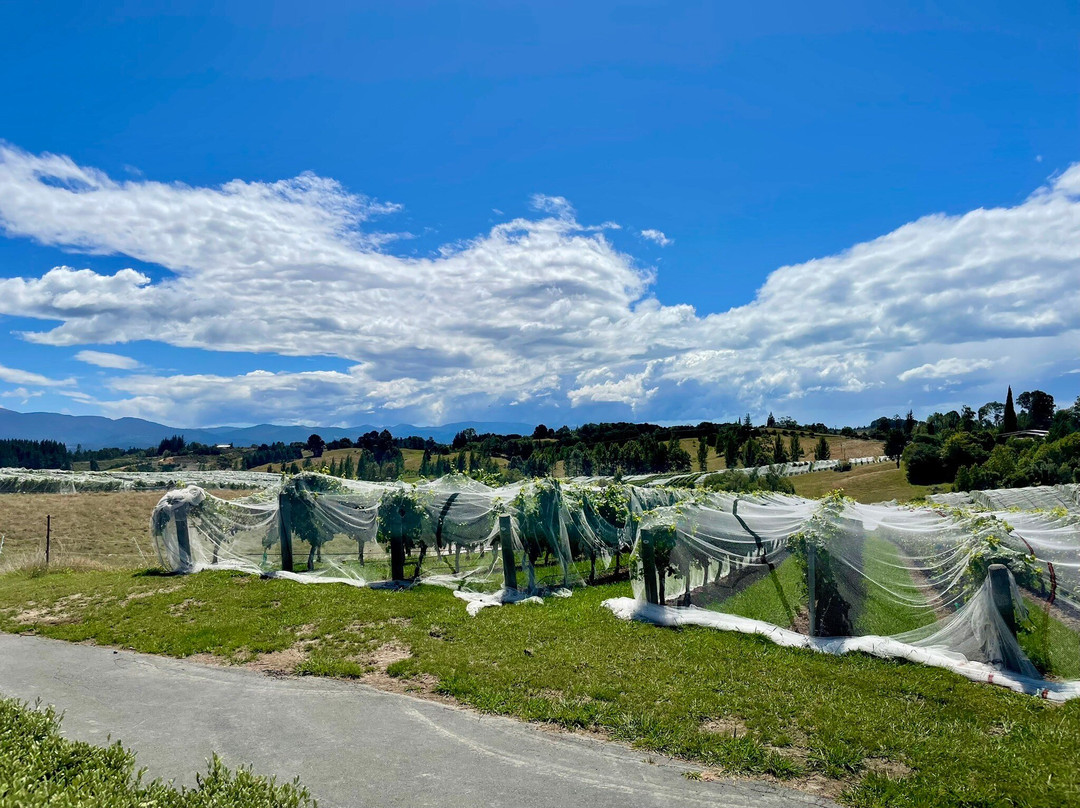 Nelson Tours & Travel - Wine Tours-尼尔森必去景点