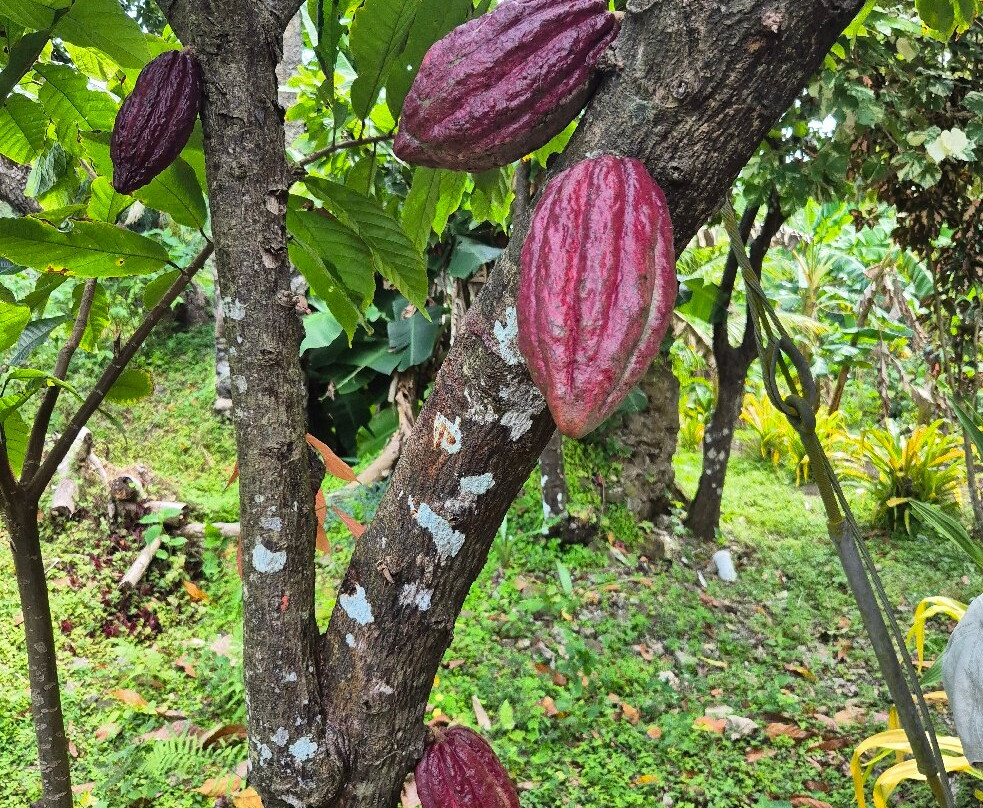 Jouvay Chocolate-Victoria必去景点