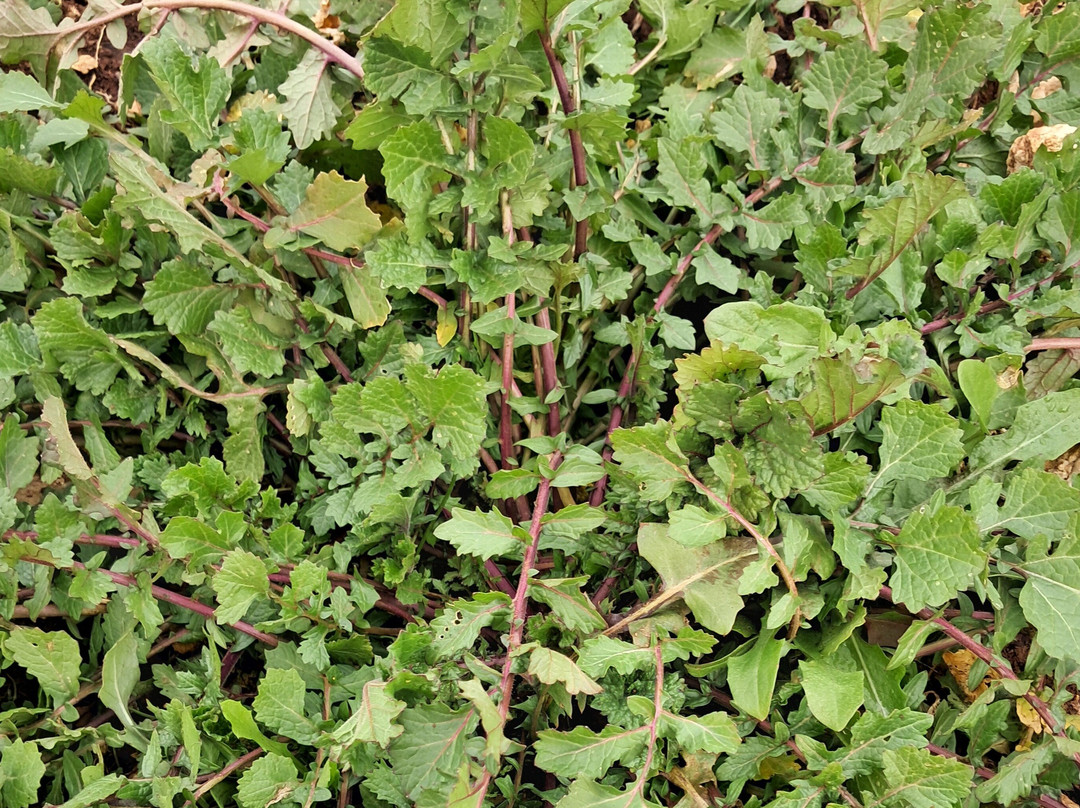 Peloponnese 7 days Foraging Wild Greens - Hiking and Ancient Sites