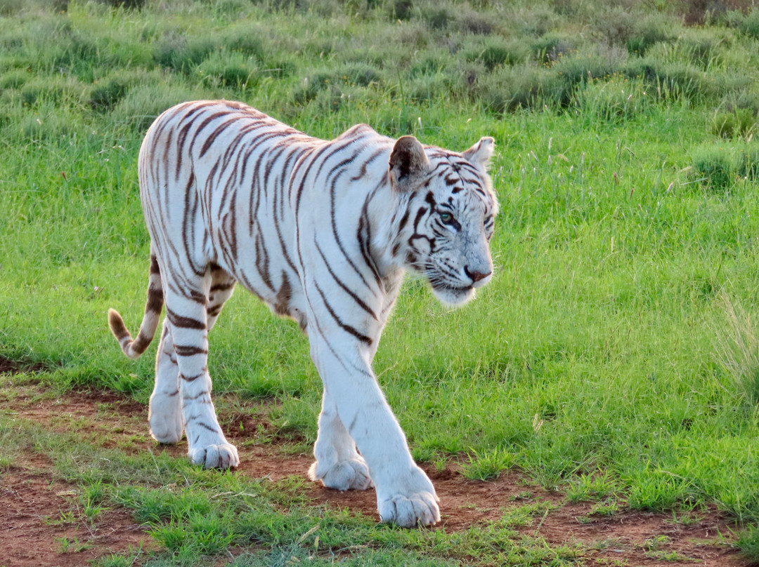 Tiger Canyon Private Game Reserve-Philippolis必去景点