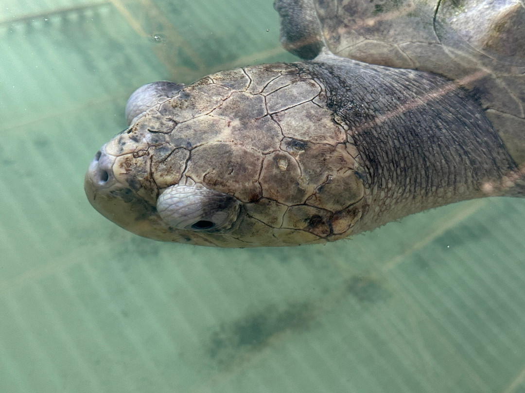 KOSGODA Turtle Conservation and Research Centre景点图片