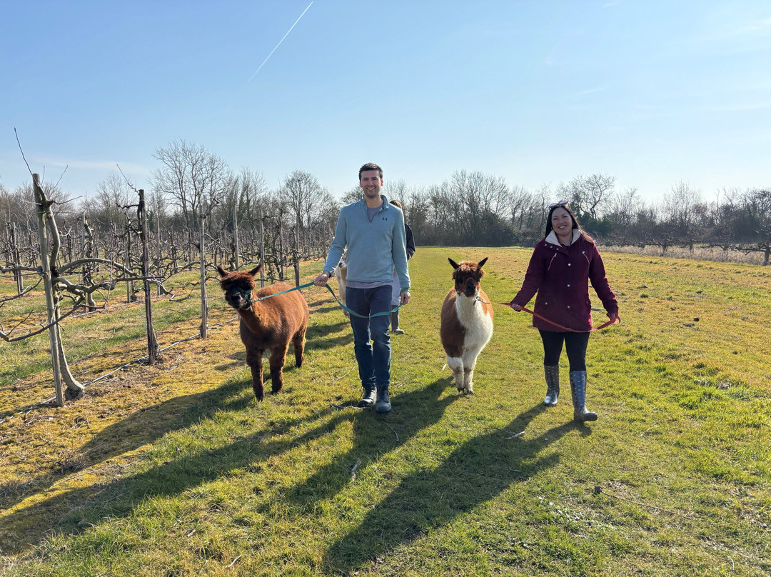 All Things Alpaca Ltd景点图片