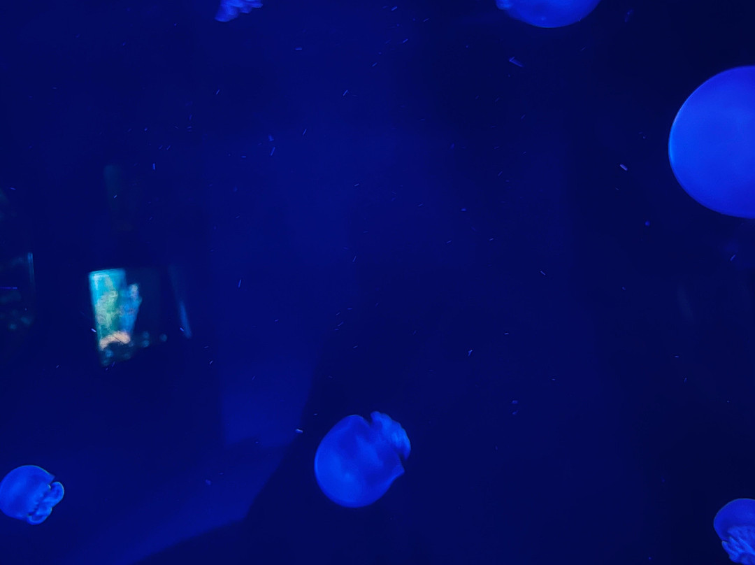 Acuario Michin Guadalajara景点图片