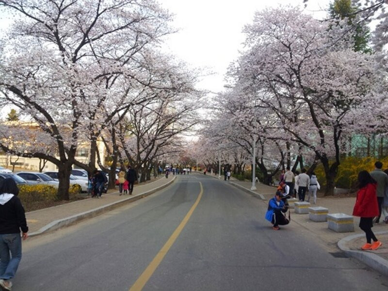 Yeungnam University Love Road-庆山市必去景点