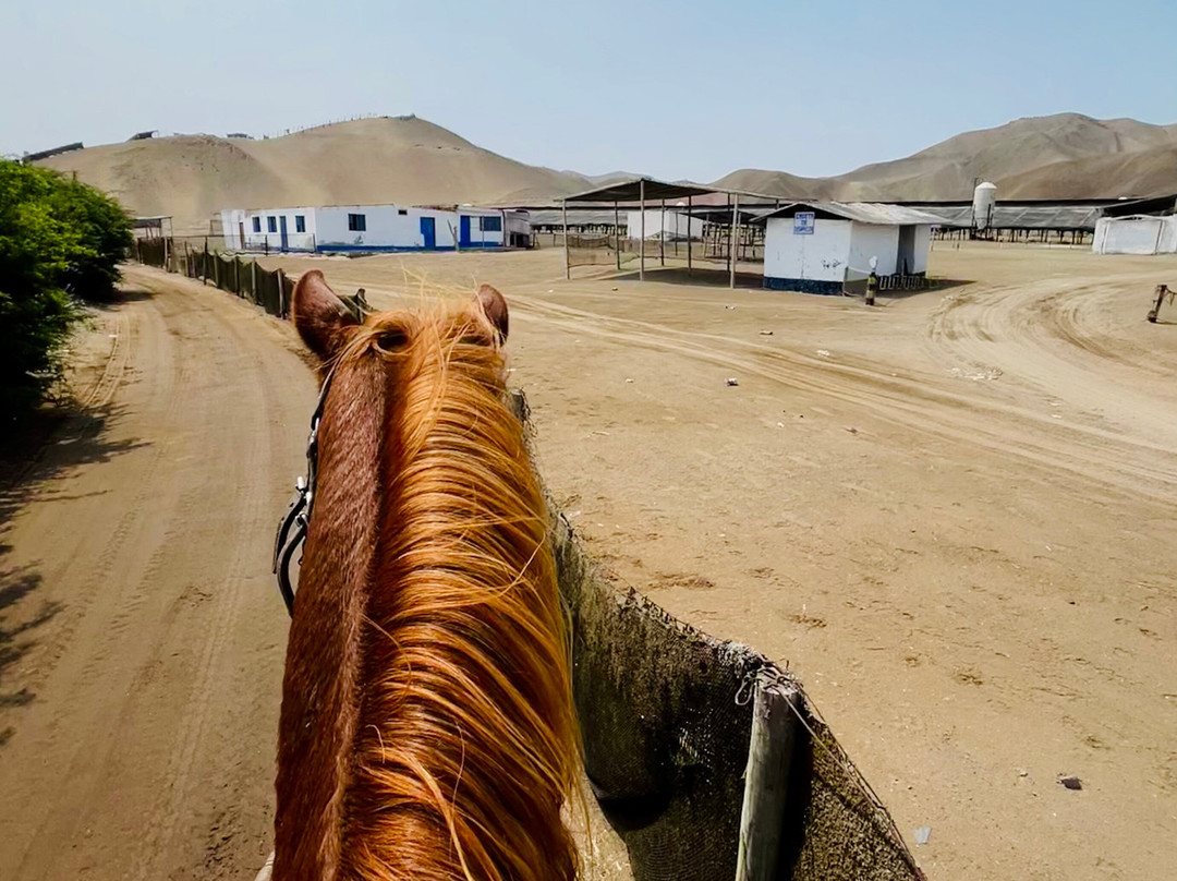 Cabalgatas-Santa Cruz de Flores必去景点